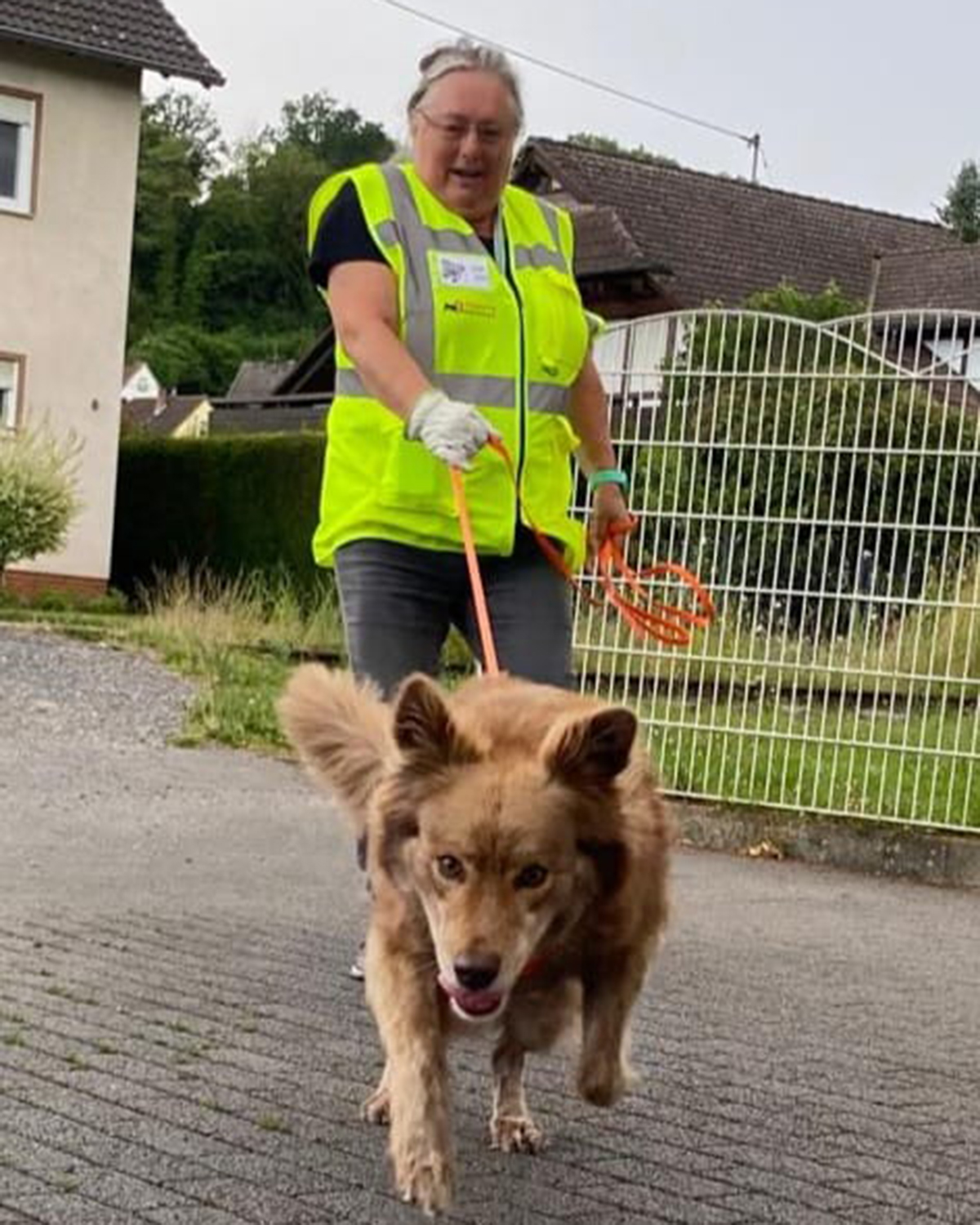 Gaby - Brownys Mantrailer