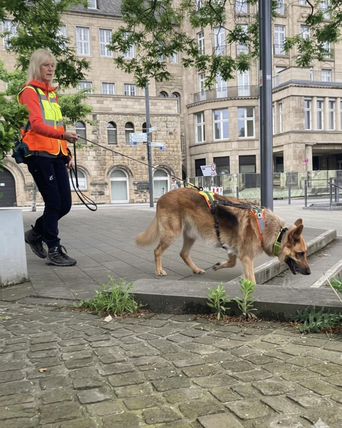 Suzanne - Brownys Mantrailer